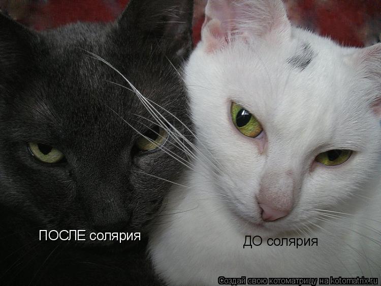 ПОСЛЕ солярия ДО солярия... Котоматрица: ПОСЛЕ солярия ДО солярия