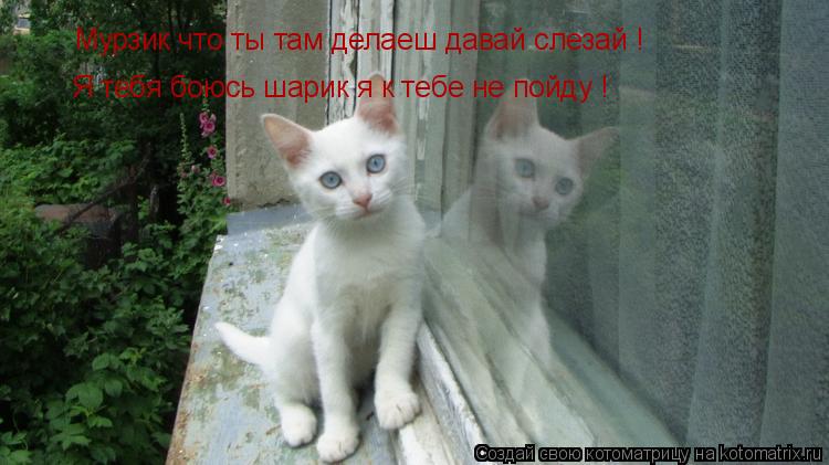 Мурзик что ты там делаеш давай слезай ! Я тебя боюсь шарик я к тебе не пойду !... Котоматрица: Мурзик что ты там делаеш давай слезай ! Я тебя боюсь шарик я к тебе не пойду !