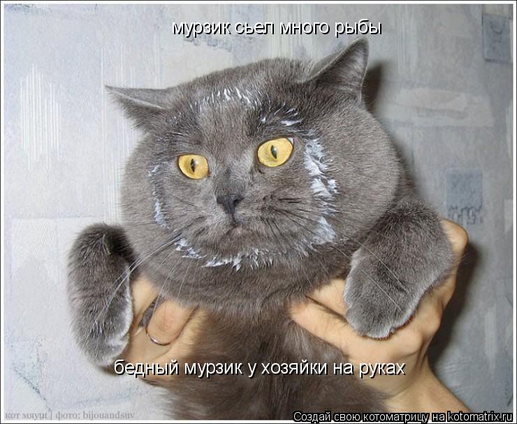 мурзик сьел много рыбы бедный мурзик у хозяйки на руках... Котоматрица: мурзик сьел много рыбы бедный мурзик у хозяйки на руках