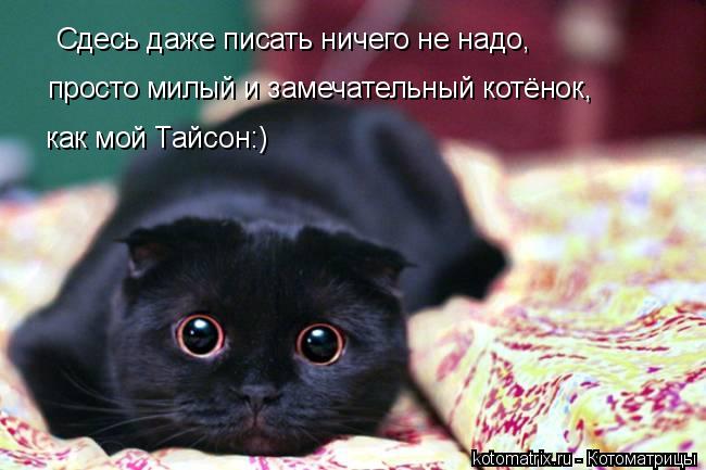 Сдесь даже писать ничего не надо, просто милый и замечательный котёнок, как мой Тайсон:)... Котоматрица: Сдесь даже писать ничего не надо, просто милый и замечательный котёнок, как мой Тайсон:)