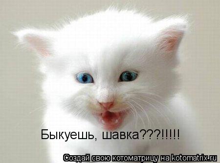 Быкуешь, шавка???!!!!!... Котоматрица: Быкуешь, шавка???!!!!!