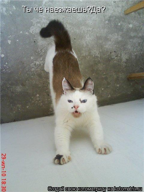 Ты чё наезжаешь?Да?... Котоматрица: Ты чё наезжаешь?Да?