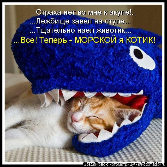 Страха нет во мне к акуле!.. ...Лежбище завел на стуле... ...Тщательно наел животик... ...Все! Теперь... Котоматрица: Страха нет во мне к акуле!.. ...Лежбище завел на стуле... ...Тщательно наел животик... ...Все! Теперь - МОРСКОЙ я КОТИК!