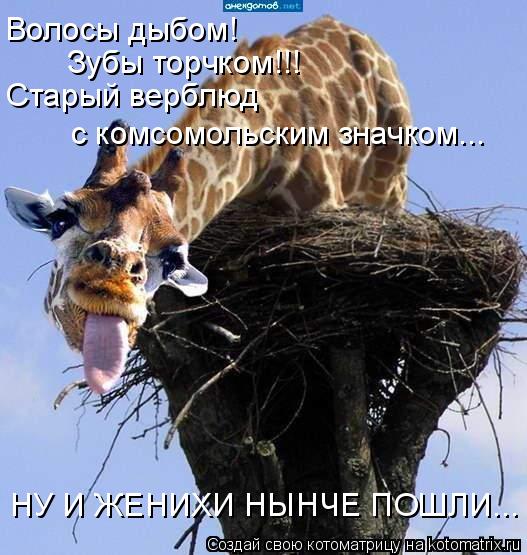 Волосы дыбом! Зубы торчком!!! Старый верблюд с комсомольским значком... НУ И ЖЕНИХИ НЫНЧЕ ПОШЛИ...... Котоматрица: Волосы дыбом! Зубы торчком!!! Старый верблюд с комсомольским значком... НУ И ЖЕНИХИ НЫНЧЕ ПОШЛИ...
