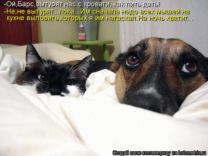 -Ой,Барс,вытурят нас с кровати, как пить дать! -Не,не вытурят...пока...Им сначала надо всех мышей на ... Котоматрица: -Ой,Барс,вытурят нас с кровати, как пить дать! -Не,не вытурят...пока...Им сначала надо всех мышей на кухне выловить,которых я им натаскал.На ноч