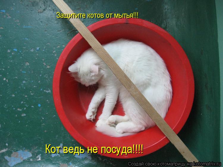 Защитите котов от мытья!!! Кот ведь не посуда!!!!... Котоматрица: Защитите котов от мытья!!! Кот ведь не посуда!!!!