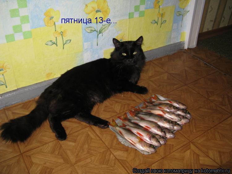 пятница 13-е...... Котоматрица: пятница 13-е...
