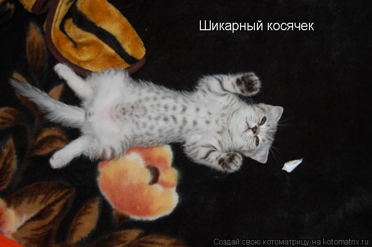 Шикарный косячек... Котоматрица: Шикарный косячек