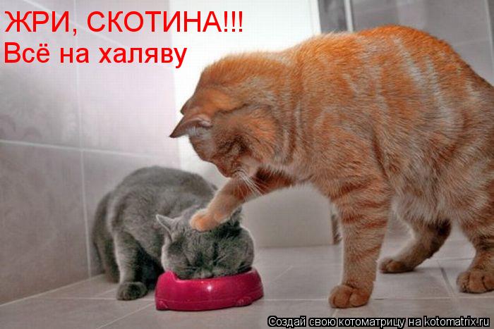 ЖРИ, СКОТИНА!!! Всё на халяву... Котоматрица: ЖРИ, СКОТИНА!!! Всё на халяву