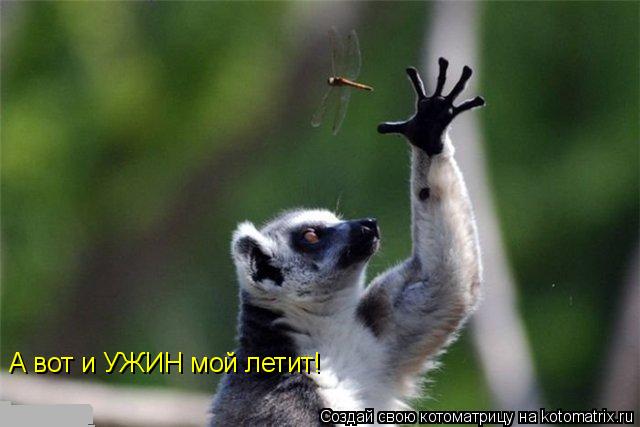 А вот и УЖИН мой летит!... Котоматрица: А вот и УЖИН мой летит!