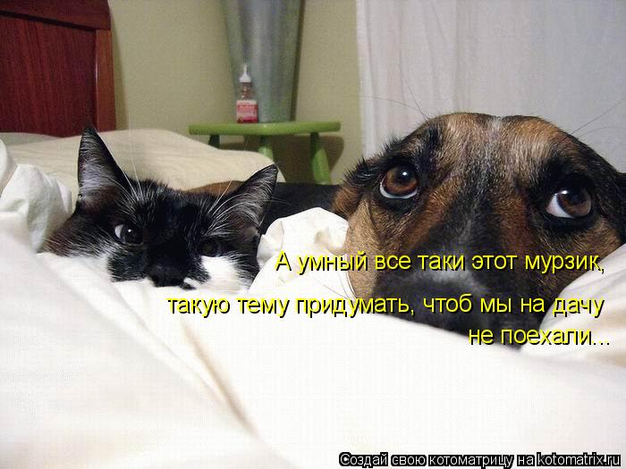 А умный все таки этот мурзик, такую тему придумать, чтоб мы на дачу не поехали...... Котоматрица: А умный все таки этот мурзик, такую тему придумать, чтоб мы на дачу не поехали...