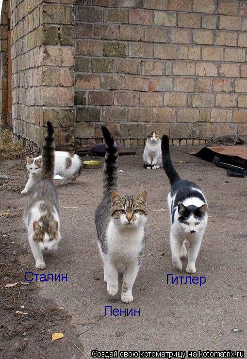 Ленин Сталин Гитлер... Котоматрица: Ленин Сталин Гитлер