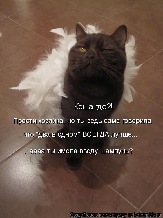 Кеша где?! Прости хозяйка, но ты ведь сама говорила что "два в одном" ВСЕГДА лучше... ...аааа ты им... Котоматрица: Кеша где?! Прости хозяйка, но ты ведь сама говорила что "два в одном" ВСЕГДА лучше... ...аааа ты имела введу шампунь?