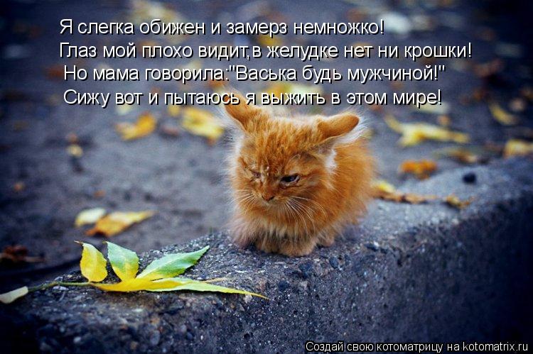 Я слегка обижен и замерз немножко! Глаз мой плохо видит,в желудке нет ни крошки! Но мама говорила:"Ва... Котоматрица: Я слегка обижен и замерз немножко! Глаз мой плохо видит,в желудке нет ни крошки! Но мама говорила:"Васька будь мужчиной!" Сижу вот и пытаюсь я