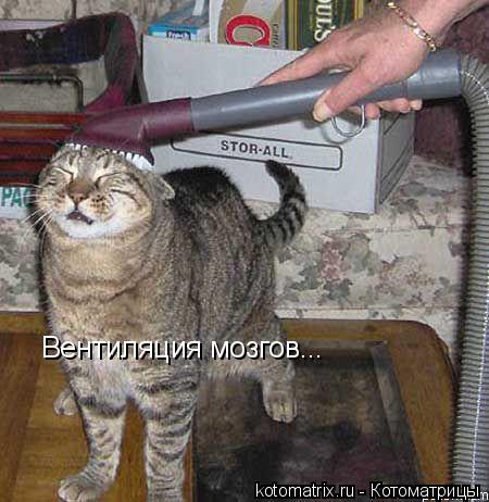 Вентиляция мозгов...... Котоматрица: Вентиляция мозгов...