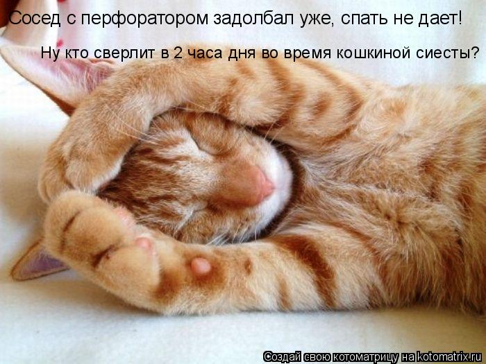 Сосед с перфоратором задолбал уже, спать не дает! Ну кто сверлит в 2 часа дня во время кошкиной сиест... Котоматрица: Сосед с перфоратором задолбал уже, спать не дает! Ну кто сверлит в 2 часа дня во время кошкиной сиесты?