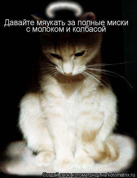 Давайте мяукать за полные миски с молоком и колбасой... Котоматрица: Давайте мяукать за полные миски с молоком и колбасой