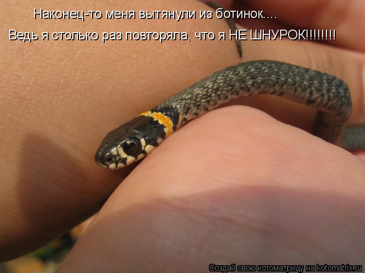 Наконец-то меня вытянули из ботинок.... Ведь я столько раз повторяла, что я НЕ ШНУРОК!!!!!!!!... Котоматрица: Наконец-то меня вытянули из ботинок.... Ведь я столько раз повторяла, что я НЕ ШНУРОК!!!!!!!!