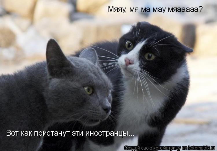 Мяяу, мя ма мау мяааааа? Вот как пристанут эти иностранцы...... Котоматрица: Мяяу, мя ма мау мяааааа? Вот как пристанут эти иностранцы...