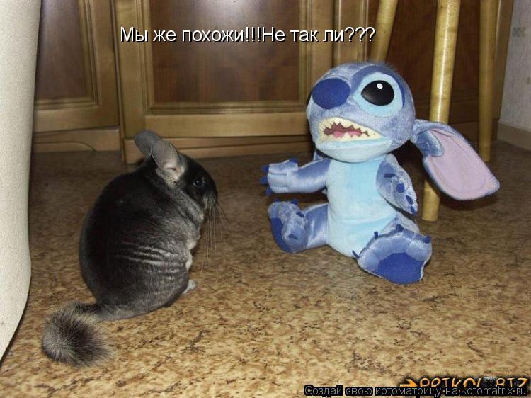 Мы же похожи!!!Не так ли???... Котоматрица: Мы же похожи!!!Не так ли???