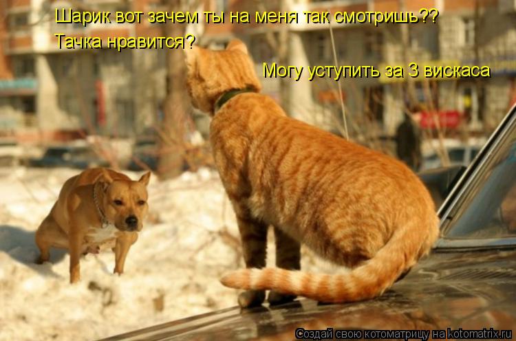 Шарик вот зачем ты на меня так смотришь?? Тачка нравится? Могу уступить за 3 вискаса... Котоматрица: Шарик вот зачем ты на меня так смотришь?? Тачка нравится? Могу уступить за 3 вискаса
