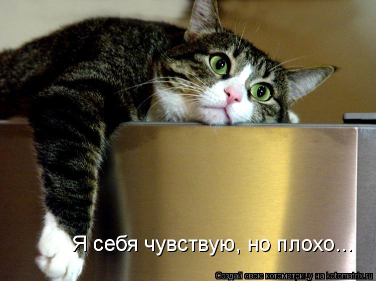 Я себя чувствую, но плохо...... Котоматрица: Я себя чувствую, но плохо...