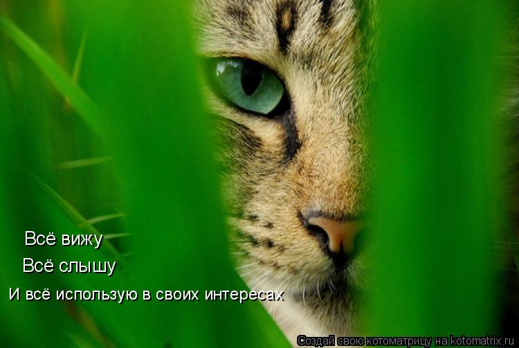 Всё вижу Всё слышу И всё использую в своих интересах... Котоматрица: Всё вижу Всё слышу И всё использую в своих интересах