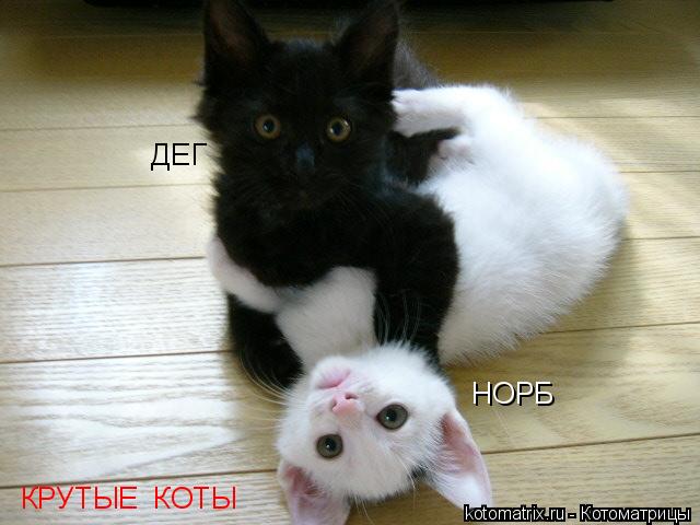 НОРБ ДЕГ КРУТЫЕ КОТЫ... Котоматрица: НОРБ ДЕГ КРУТЫЕ КОТЫ