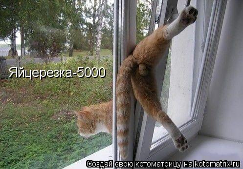 Яйцерезка-5000... Котоматрица: Яйцерезка-5000