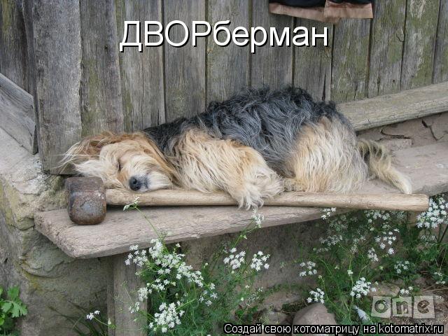 ДВОРберман... Котоматрица: ДВОРберман
