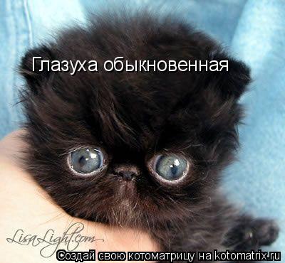 Глазуха обыкновенная... Котоматрица: Глазуха обыкновенная