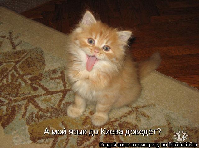 А мой язык до Киева доведёт?... Котоматрица: А мой язык до Киева доведёт?