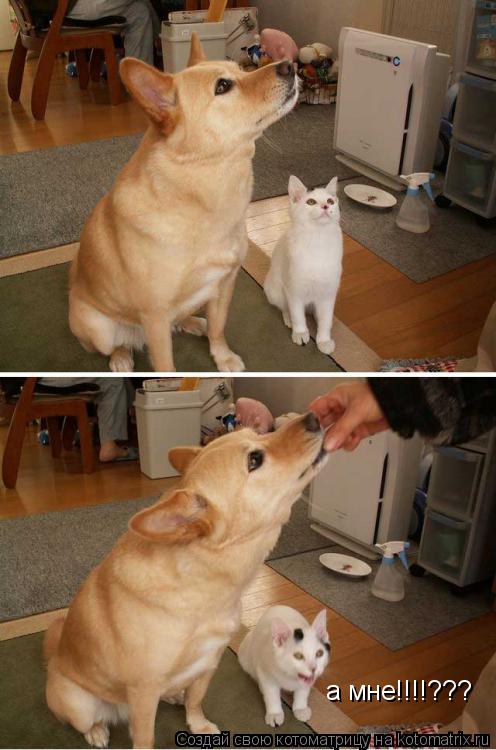 а мне!!!!???... Котоматрица: а мне!!!!???