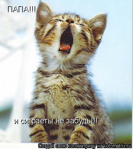 ПАПА!!! и сиграеты не забудь!!!... Котоматрица: ПАПА!!! и сиграеты не забудь!!!