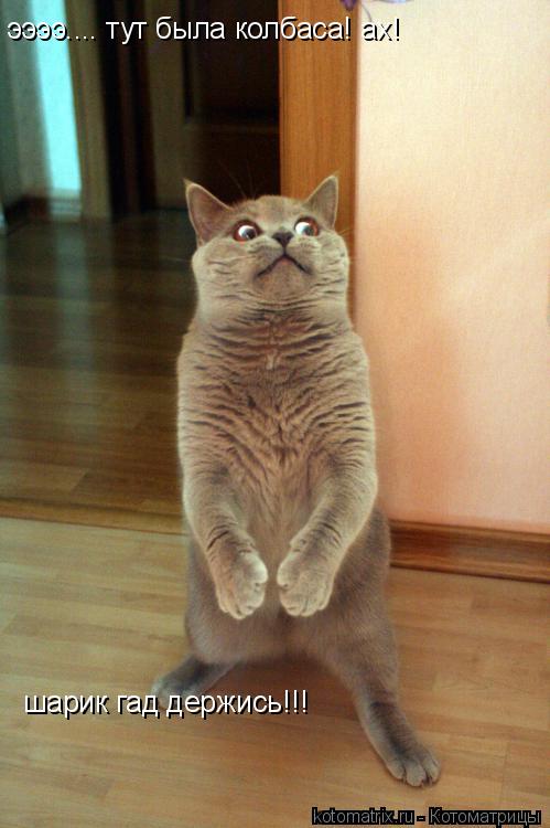 ээээ.... тут была колбаса! ах! шарик гад держись!!!... Котоматрица: ээээ.... тут была колбаса! ах! шарик гад держись!!!