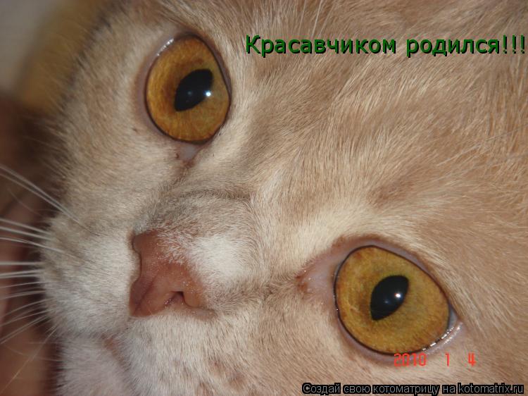 Красавчиком родился!!!... Котоматрица: Красавчиком родился!!!