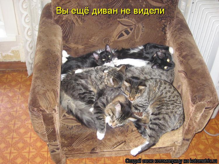 Вы ещё диван не видели... Котоматрица: Вы ещё диван не видели