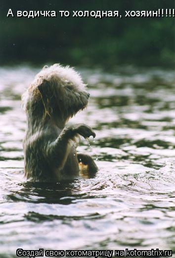А водичка то холодная, хозяин!!!!!... Котоматрица: А водичка то холодная, хозяин!!!!!