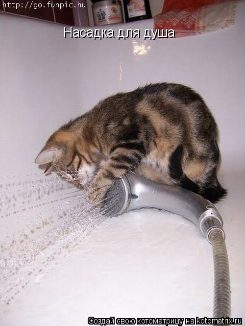 Насадка для душа... Котоматрица: Насадка для душа