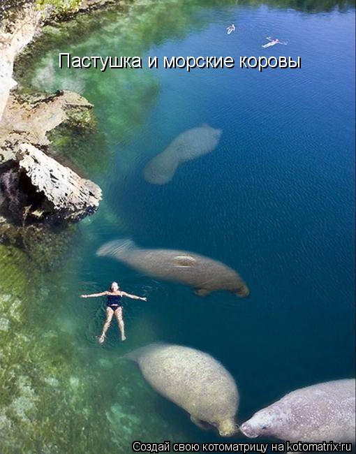 Пастушка и морские коровы... Котоматрица: Пастушка и морские коровы