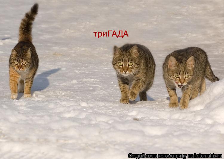 триГАДА... Котоматрица: триГАДА