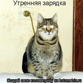 Утренняя зарядка... Котоматрица: Утренняя зарядка