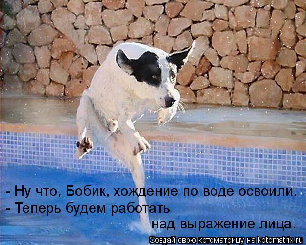 - Ну что, Бобик, хождение по воде освоили. - Теперь будем работать над выражение лица.... Котоматрица: - Ну что, Бобик, хождение по воде освоили. - Теперь будем работать над выражение лица.