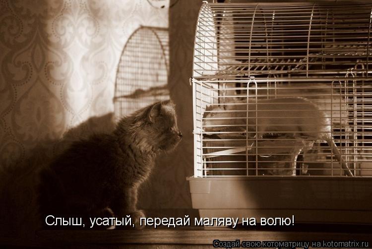 Слыш, усатый, передай маляву на волю!... Котоматрица: Слыш, усатый, передай маляву на волю!