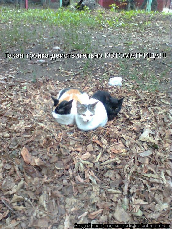 Такая тройка-действительно КОТОМАТРИЦА!!!... Котоматрица: Такая тройка-действительно КОТОМАТРИЦА!!!