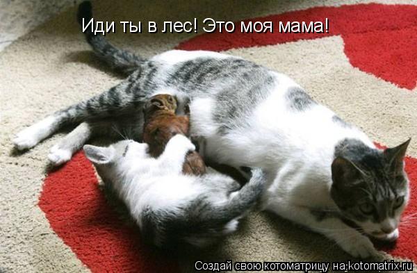 Иди ты в лес! Это моя мама!... Котоматрица: Иди ты в лес! Это моя мама!