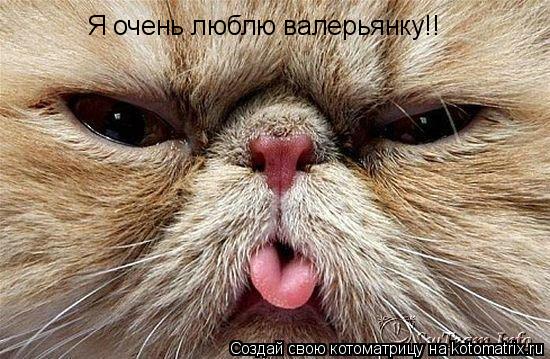 Я очень люблю валерьянку!!... Котоматрица: Я очень люблю валерьянку!!