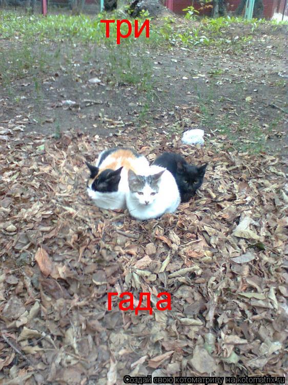 три гада... Котоматрица: три гада