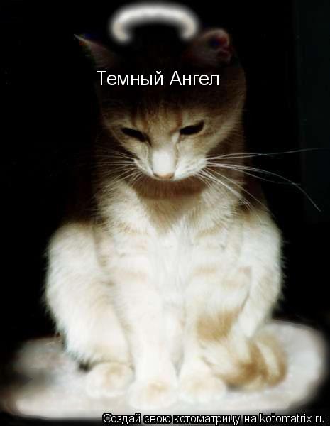 Темный Ангел... Котоматрица: Темный Ангел