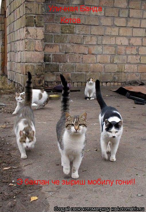 Уличная Банда Котов Э баклан че зыриш мобилу гони!!... Котоматрица: Уличная Банда Котов Э баклан че зыриш мобилу гони!!
